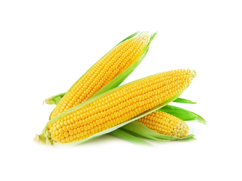 Bắp vàng - Ảnh 2