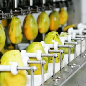 Sản phẩm xoài cấp đông (IQF) được cung cấp bởi Agrinextco